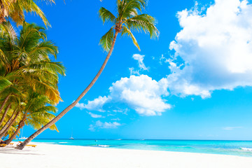 Vacation summer holidays background wallpaper - exotic sunny tropical caribbean paradise beach with white sand in seychelles at island thailand style with palms on good sunny weather and azure sea