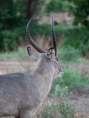 Waterbuck in Tsavo Conservation Area, Kenya