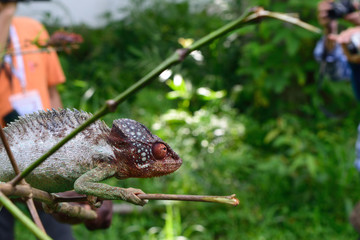 マダガスカルの　カメレオン