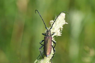 The Capricorn beetle on a stalk of grass. 