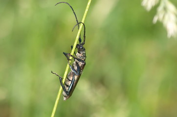 The Capricorn beetle on a stalk of grass. 