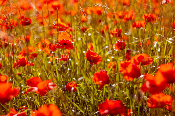 Obraz premium Coquelicot au soleil couchant