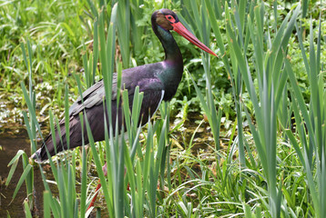 Schwarzstorch sucht Futter 