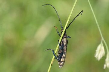 The Capricorn beetle on a stalk of grass. 