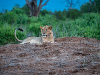 Lioness in Tsavo East National Park, Kenya