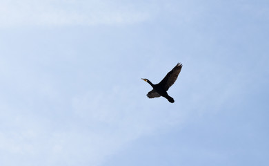 Kormoran in Himmel