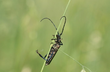 The Capricorn beetle on a stalk of grass. 