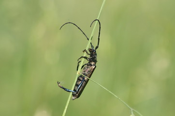 The Capricorn beetle on a stalk of grass. 