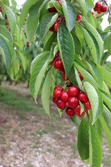 Cherry growing on cherry trees