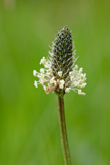 A flowering head of Ribwort Plantain, (Plantago lanceolata), Cornwall, England, UK.