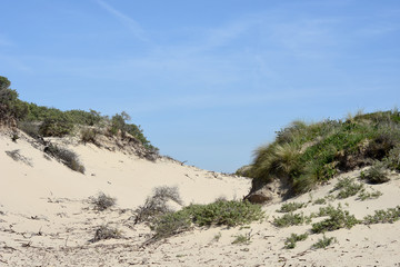 Sand Düne auf der Nordsee Küste