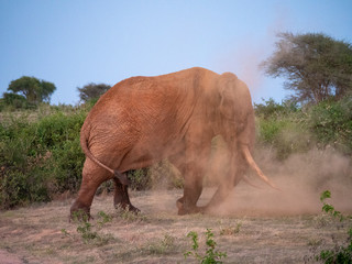 Elephant in Tsavo East National Park, Kenya