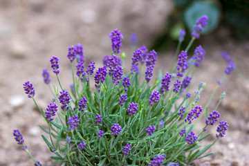 lavender flowers in the garden