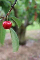 Cherry growing on cherry trees
