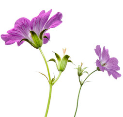 Pink flower isolated