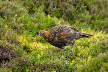 Red Grouse male with bright red eyebrow or Wattle stood in natural moorland habitat during nesting season.  Landscape, horizontal, space for copy