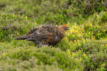 Red Grouse male with bright red eyebrow or Wattle stood in natural moorland habitat during nesting season.  Landscape, horizontal, space for copy