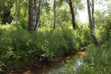 Cold spring creek in shady birch grove. Russian landscape summer day. Outdoor. Travel to Russia.