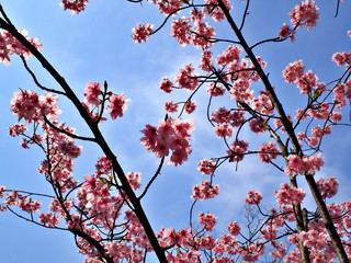 Blooming cherry (sakura) with blue sky and cloud in the morning at Osaka Castle, Japan
