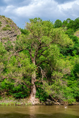 Тrees on the banks of the Kura River