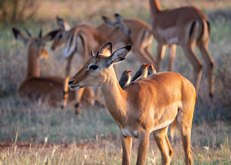 Female Impala in Tsavo East National Park, Kenya