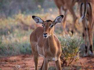 Female Impala in Tsavo East National Park, Kenya