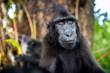 The Celebes crested macaque. Close up portrait, wide angle.  Crested black macaque, Sulawesi crested macaque, or the black ape. Natural habitat. Sulawesi. Indonesia.