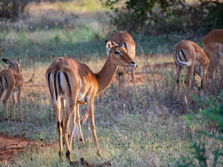 Female Impala in Tsavo East National Park, Kenya