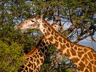 Giraffe in Tsavo East National Park, Kenya
