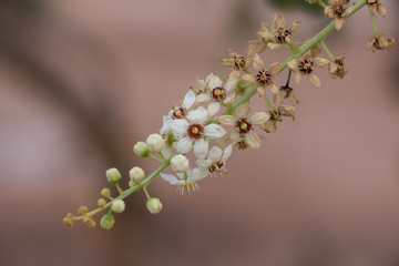 Bl&uuml;te eines Weihrauchstrauchs