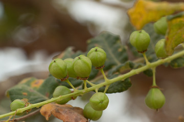 Frucht des Weihrauchstrauchs