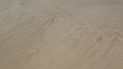 Schnecken im Sand