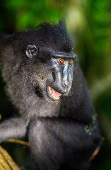 Obraz premium The Celebes crested macaque with open mouth. Crested black macaque, Sulawesi crested macaque, or the black ape. Natural habitat. Sulawesi Island. Indonesia.