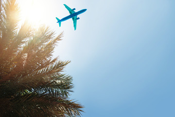 plane and Palm background with sky and sun light