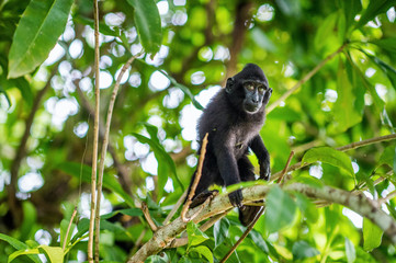 The Cub of Celebes crested macaque on the tree.  Crested black macaque, Sulawesi crested macaque, or the black ape. Natural habitat. Sulawesi Island. Indonesia.