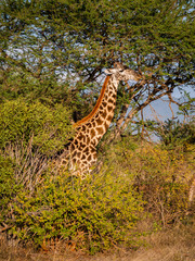 Giraffe in Tsavo East National Park, Kenya