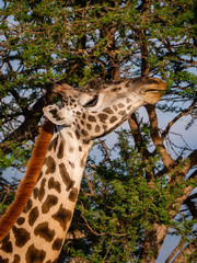 Giraffe in Tsavo East National Park, Kenya