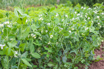flowering pea plant in the garden