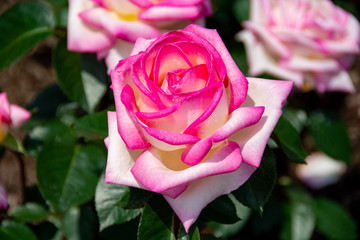 Princess De Monaco Rose