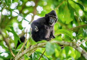 The Cub of Celebes crested macaque on the tree.  Crested black macaque, Sulawesi crested macaque, or the black ape. Natural habitat. Sulawesi Island. Indonesia.