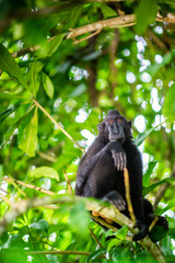 The Celebes crested macaque on the tree. Crested black macaque, Sulawesi crested macaque, or the black ape. Natural habitat. Sulawesi Island. Indonesia.