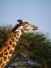 Giraffe in Tsavo East National Park, Kenya