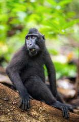 The Celebes crested macaque.  Crested black macaque, Sulawesi crested macaque, or the black ape. Natural habitat. Sulawesi Island. Indonesia.
