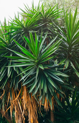 Obraz na płótnie Canvas Palm tree background. Green southern plants.