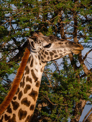 Giraffe in Tsavo East National Park, Kenya