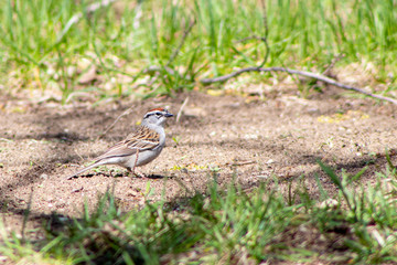Song Sparrow