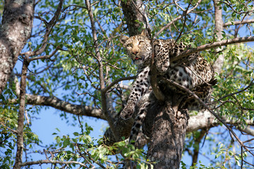 Female leopard in a tree in Sabi Sands Game Reserve in the Greater Kruger Region in South Africa