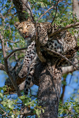 Fototapeta na wymiar Female leopard in a tree in Sabi Sands Game Reserve in the Greater Kruger Region in South Africa