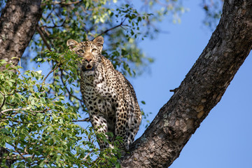 Obraz na płótnie Canvas Female leopard in a tree in Sabi Sands Game Reserve in the Greater Kruger Region in South Africa