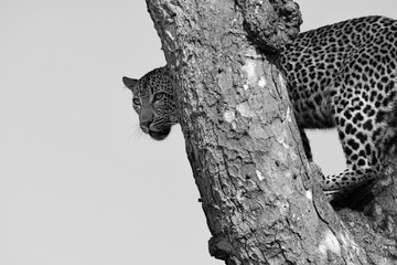 Female leopard in a tree in Sabi Sands Game Reserve in the Greater Kruger Region in South Africa